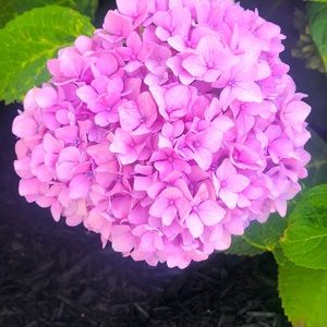 Meet your Posher, Stela